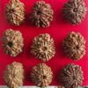 10 Mukhi Nepali Rudraksha (Big)