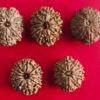 11 Mukhi Nepali Rudraksha (Medium)