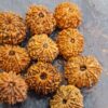 12 Mukhi Nepali Rudraksha (Big)