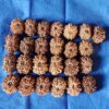 13 Mukhi Nepali Rudraksha (Medium)