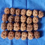 13 Mukhi Nepali Rudraksha (Big)