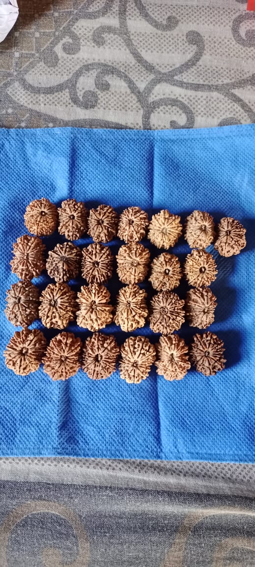 13 Mukhi Nepali Rudraksha (Big)