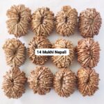 14 Mukhi Nepali Rudraksha (Big)