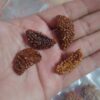 1 Mukhi Rudraksha Big