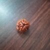3 Mukhi Nepali Rudraksha (Big)