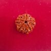 5 Mukhi Nepali Rudraksha (Medium)