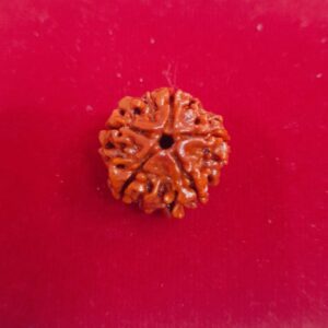 5 Mukhi Nepali Rudraksha (Big)