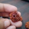 6 Mukhi Nepali Rudraksha (Big)