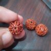 7 Mukhi Nepali Rudraksha (Big)