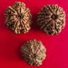 9 Mukhi Nepali Rudraksha (Medium)