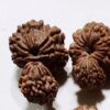 Garbh Gauri Nepali Rudraksha