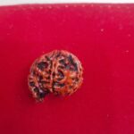 Ganesha Rudraksha (Nepali) Medium